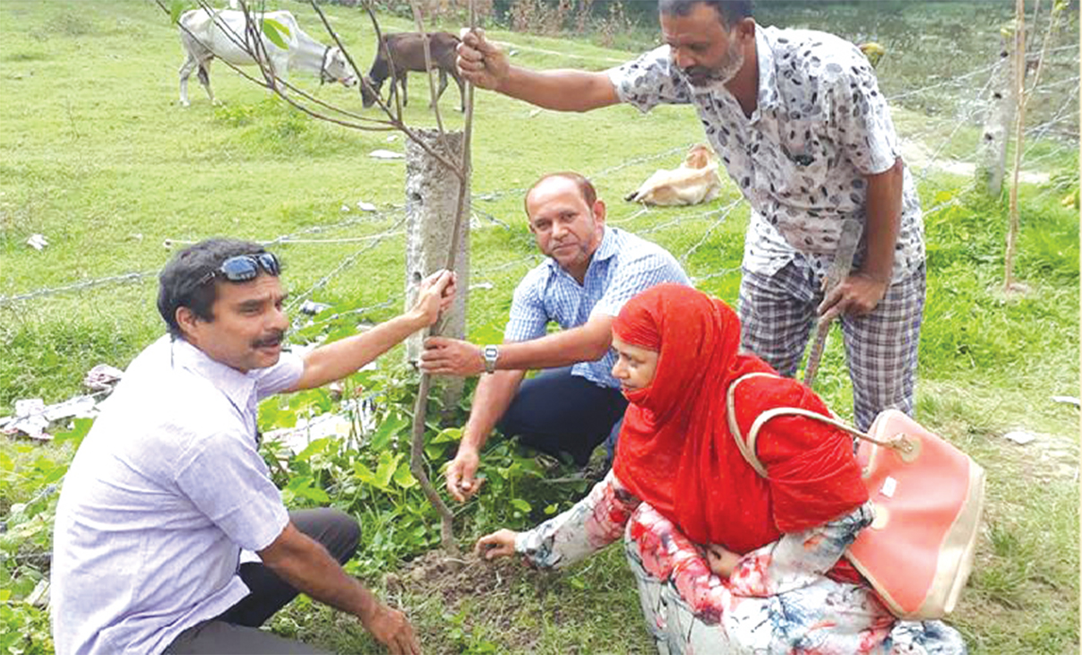 Tree Plantation